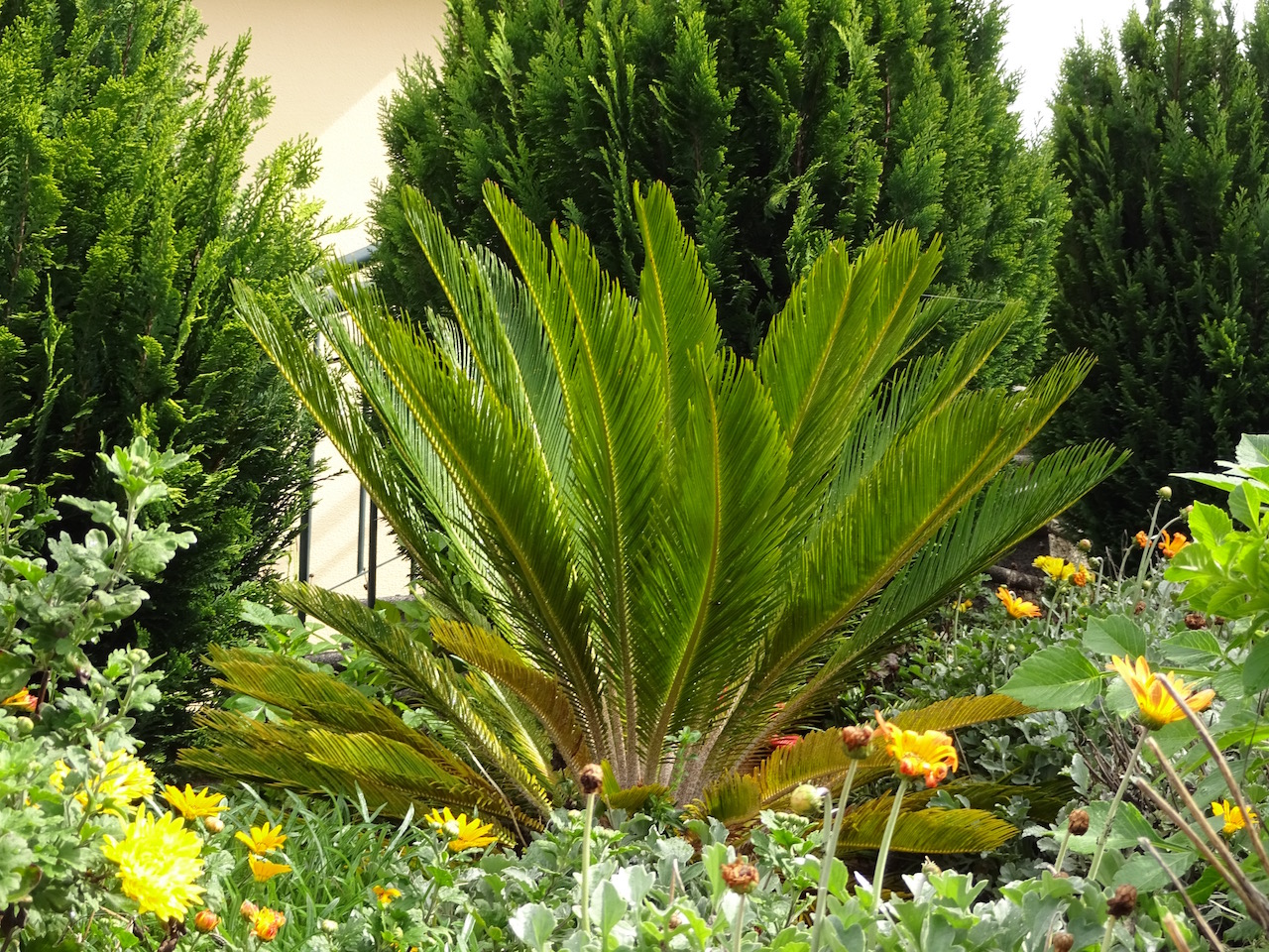 Gartenpflanze auf Madeira