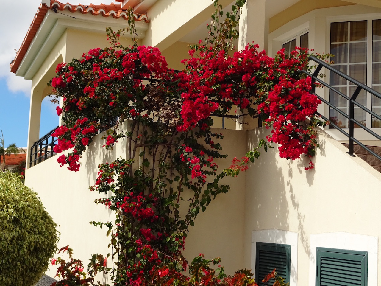 Madeira, zu recht auch die Blumeninsel genannt