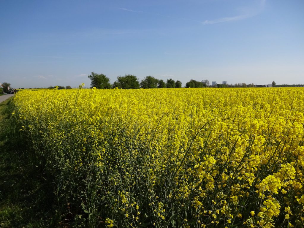 Rapsblüte auf Fehmarn